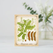 Carte Postale Tamarind - illustration vintage (Debout devant)