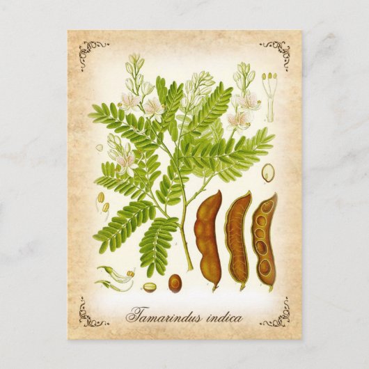 Carte Postale Tamarind - illustration vintage (Devant)