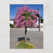 Carte Postale Tamarix (Devant)