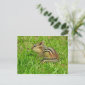 Carte Postale Tamia (Debout devant)