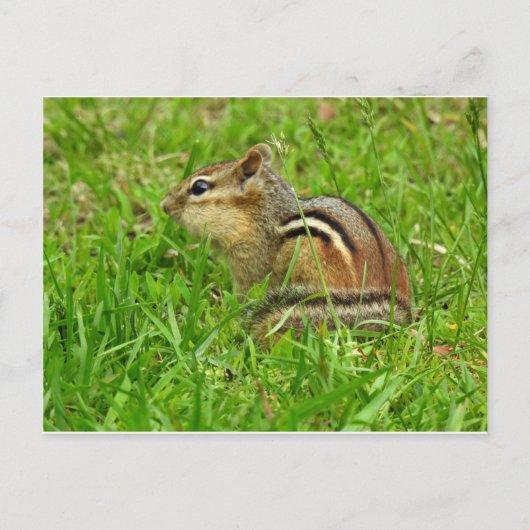 Carte Postale Tamia (Devant)