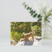 Carte Postale Tamia des Montagnes Rocheuses (Debout devant)