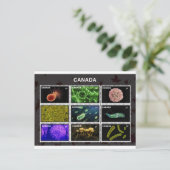 Carte Postale tampons-encreur (Debout devant)