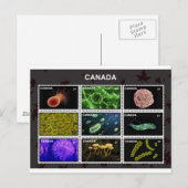 Carte Postale tampons-encreur (Devant / Derrière)