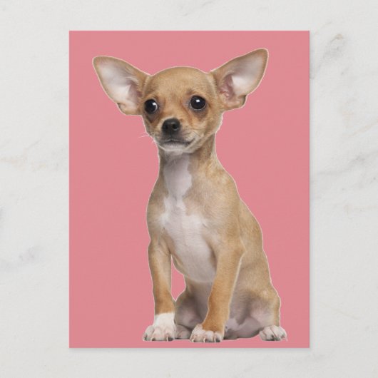 Carte Postale Tan and White Chihuahua (Devant)