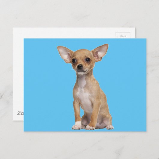 Carte Postale Tan and White Chihuahua (Devant / Derrière)