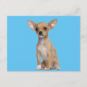 Carte Postale Tan and White Chihuahua