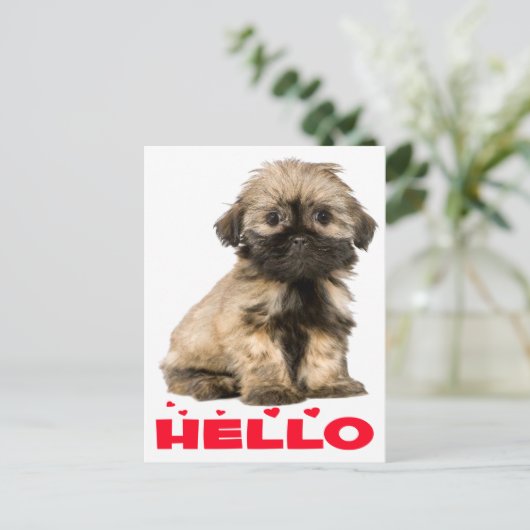 Carte Postale Tan & Black Shih Tzu Chien Chien Chien Chien Chien (Debout devant)