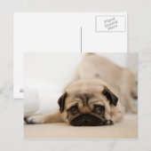 Carte Postale Tan Female (Devant / Derrière)