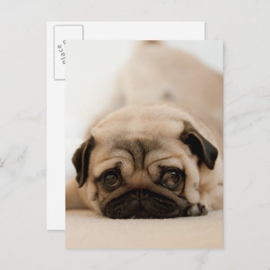 Carte Postale Tan Female (Devant / Derrière)