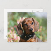 Carte Postale Tan Miniture Dachshund (Devant / Derrière)