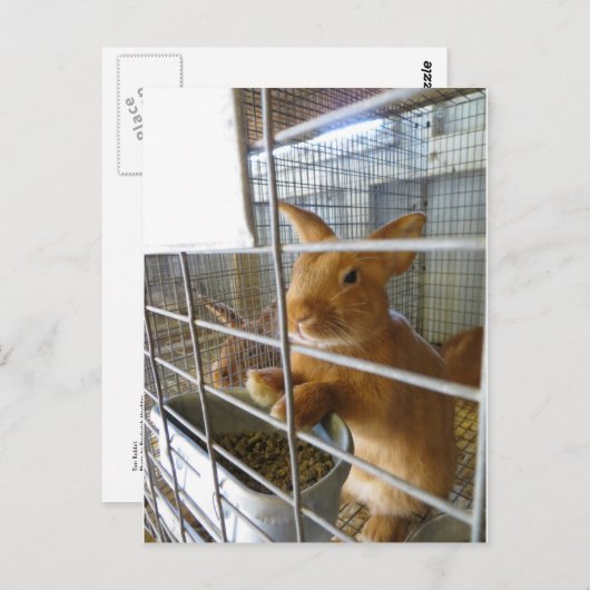 Carte Postale Tan Rabbit (Devant / Derrière)