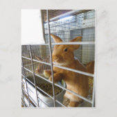 Carte Postale Tan Rabbit (Devant)