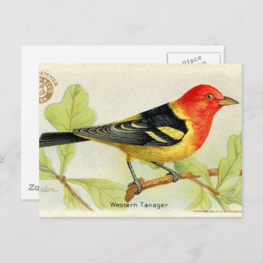 Carte Postale Tanager de l'Ouest (Devant / Derrière)