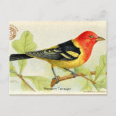 Carte Postale Tanager de l'Ouest (Devant)