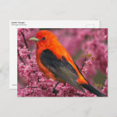 Carte Postale Tanager écarlate (Piranga olivacea) (Devant / Derrière)
