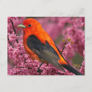 Carte Postale Tanager écarlate (Piranga olivacea)