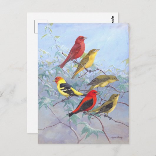 Carte Postale Tanager Vintage (Devant / Derrière)