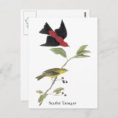 Carte Postale Tangara écarlate - John James Audubon (Devant / Derrière)