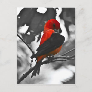 Carte Postale Tangara écarlate mâle