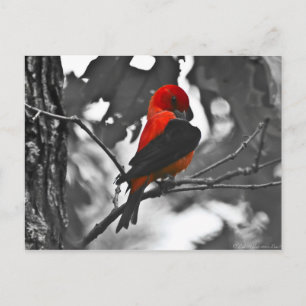 Carte Postale Tangara écarlate mâle