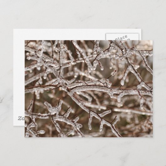 Carte Postale Tangle des branches de l'épi (Devant / Derrière)