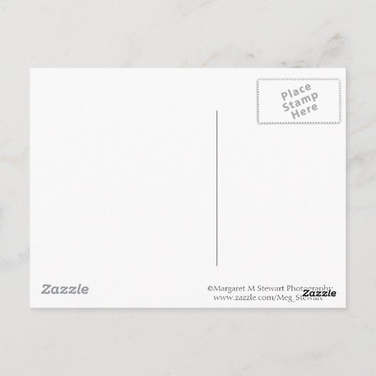 Carte Postale Tangle des branches de l'épi (Dos)