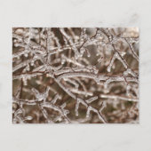 Carte Postale Tangle des branches de l'épi (Devant)