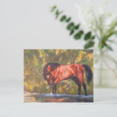 Carte Postale Tango sauvage d'étalon de la rivière Salt (Debout devant)