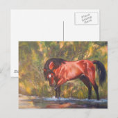Carte Postale Tango sauvage d'étalon de la rivière Salt (Devant / Derrière)