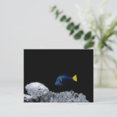 Carte Postale Tangue bleu du Pacifique (Debout devant)
