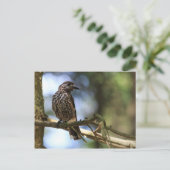 Carte Postale Tannenhäher (Debout devant)