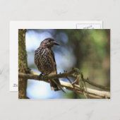 Carte Postale Tannenhäher (Devant / Derrière)