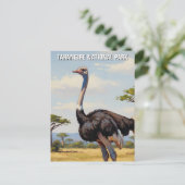 Carte Postale Tanzanie Parc national de Tarangire Zebra (Debout devant)