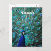 Carte Postale Tanzanie Peacock (Devant / Derrière)