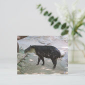 Carte postale Tapir (Debout devant)
