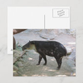 Carte postale Tapir (Devant / Derrière)
