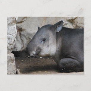 Carte postale Tapir