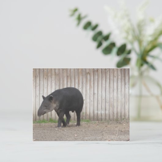 Carte Postale Tapir (Debout devant)