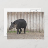 Carte Postale Tapir (Devant / Derrière)
