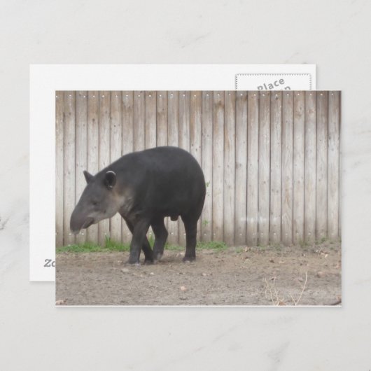Carte Postale Tapir (Devant / Derrière)