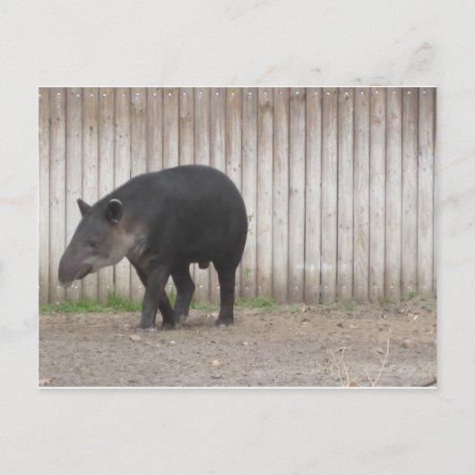 Carte Postale Tapir (Devant)