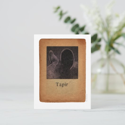 Carte Postale Tapir (Debout devant)