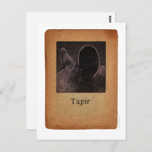 Carte Postale Tapir (Devant / Derrière)