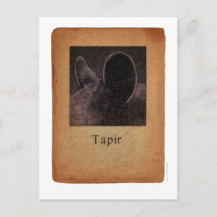 Carte Postale Tapir