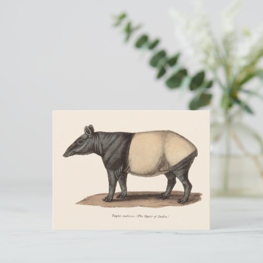 CARTE POSTALE TAPIR (Debout devant)