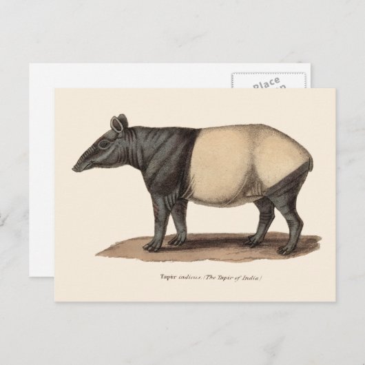 CARTE POSTALE TAPIR (Devant / Derrière)