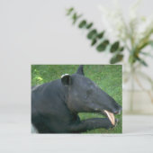 Carte Postale Tapir (Debout devant)