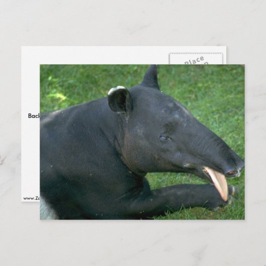Carte Postale Tapir (Devant / Derrière)