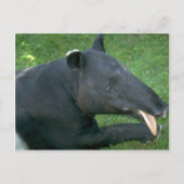 Carte Postale Tapir (Devant)